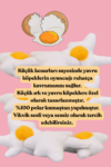 Nulce Studio Yumurta Şeklinde Peluş Köpek Oyuncağı - Görsel 5