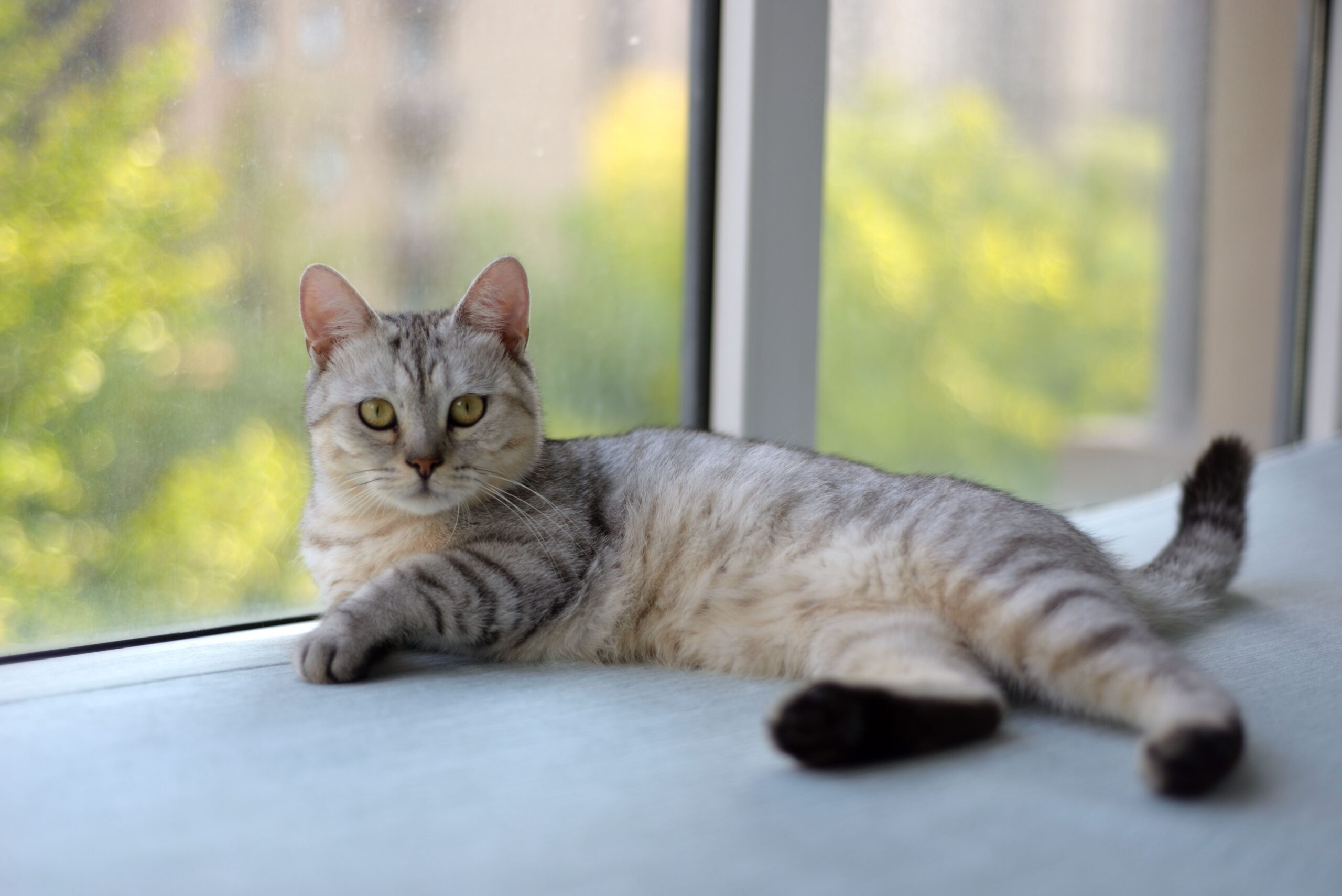 kedi zihin yaşı